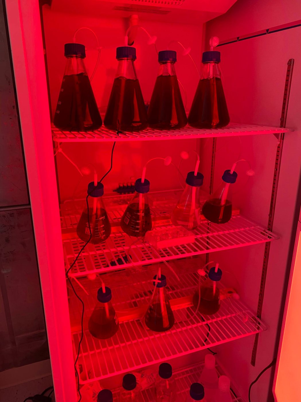 Matraces con cultivos de gametofitos de huiro en cámara de cultivo con luz roja