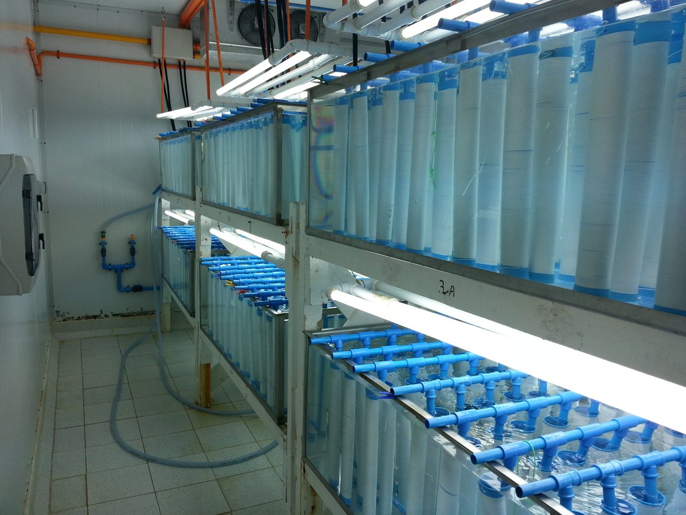 Carretes de PVC con hilo sembrado dentro de estanques del hatchery