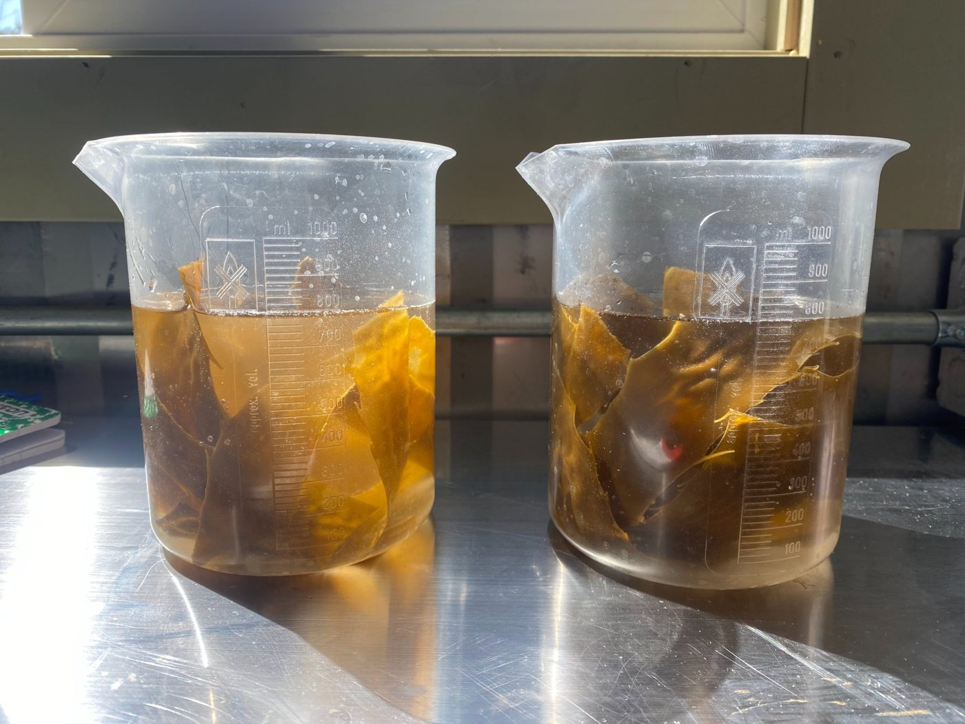 Láminas fértiles de huiro con soros en vasos con agua de mar, listas para liberar esporas