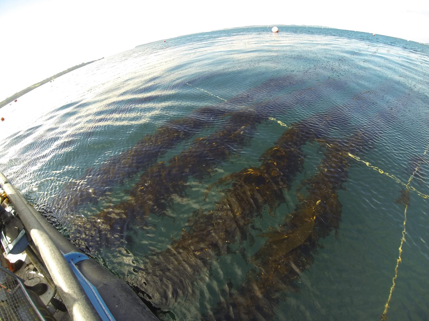 Líneas de cultivo de huiro bajo la superficie del mar